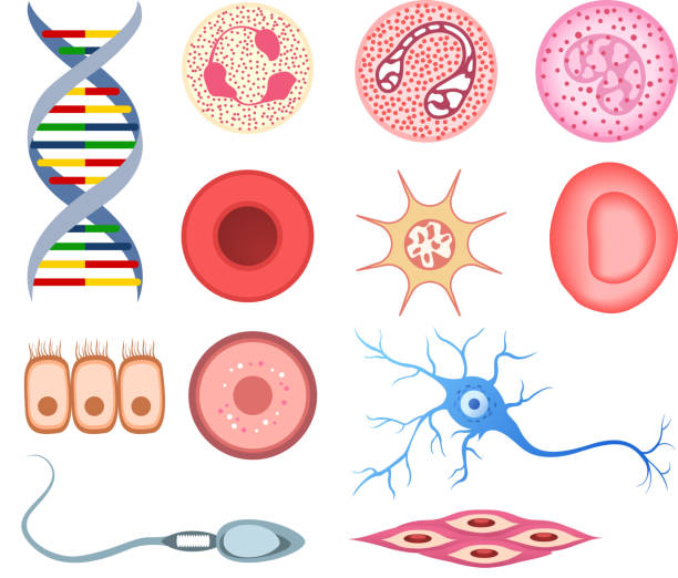 illustrations, cliparts, dessins animés et icônes de de l'adn de la cellule de cellules de neurone os nerf neural ovule séminifère - blood cell illustrations