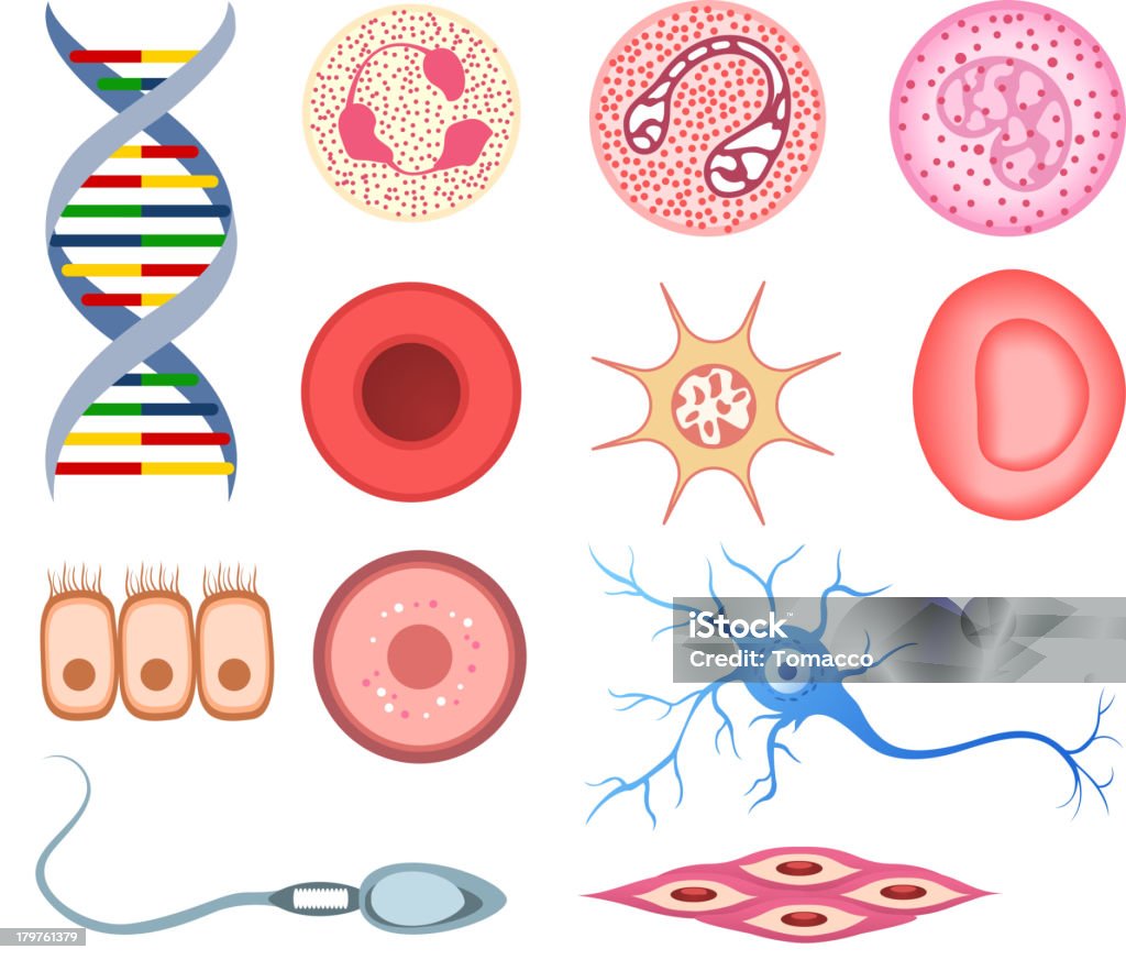 Human Cells DNA bone cell neuron neural nerve sperm ovum Human Cells, with DNA, Blood cells, surface skin cells, bone cell, columnar epithelial and goblet cells, neuron, smooth muscle cells, neural cells, cardiac muscle, nerve cell, reproductive cells, sperm, ovum, lymphocyte, monocyte, neutrophil, eosinophil. Vector illustration cartoon. Biological Cell stock vector