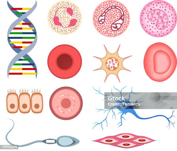 Human Cells Dna Bone Cell Neuron Neural Nerve Sperm Ovum Stock Illustration - Download Image Now