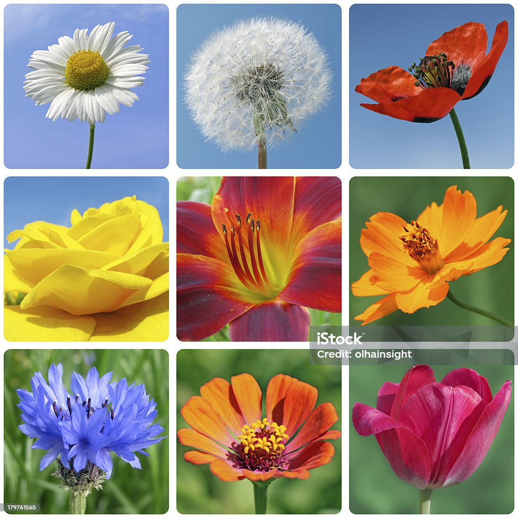 Makro Fotos von Blumen - Lizenzfrei Bildhintergrund Stock-Foto