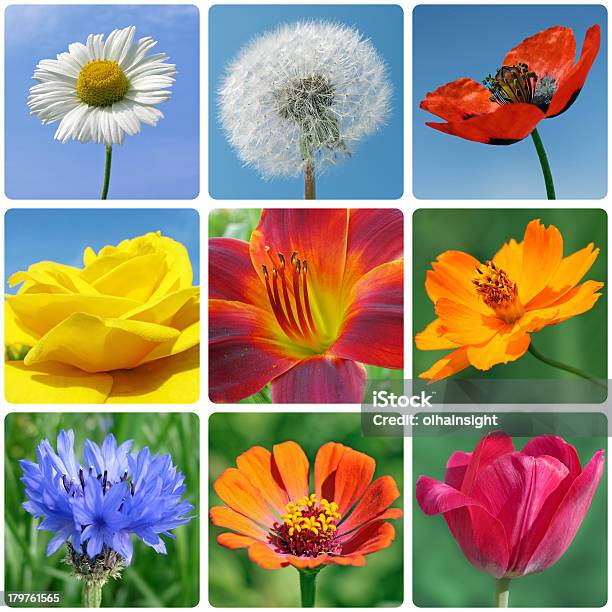 Makro Fotos Von Blumen Stockfoto und mehr Bilder von Bildhintergrund - Bildhintergrund, Blau, Blume