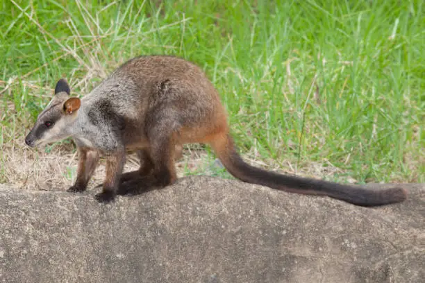 The medium-sized, often colourful and extremely agile rock-wallabies live where rocky, rugged and steep terrain can provide daytime refuge. Rock-wallabies are nocturnal