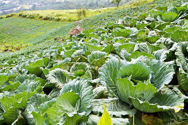 istock Group of Cabbage Vegetable Farm 179763138