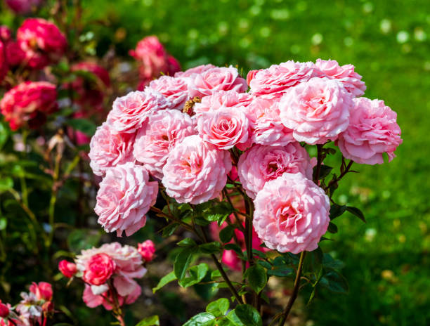 istock a beautiful pink rose against green 1797632732