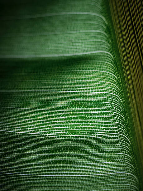 Leaf Veins stock photo