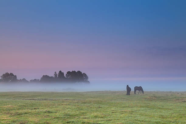 istock horses on pasture at sunrise 179763576