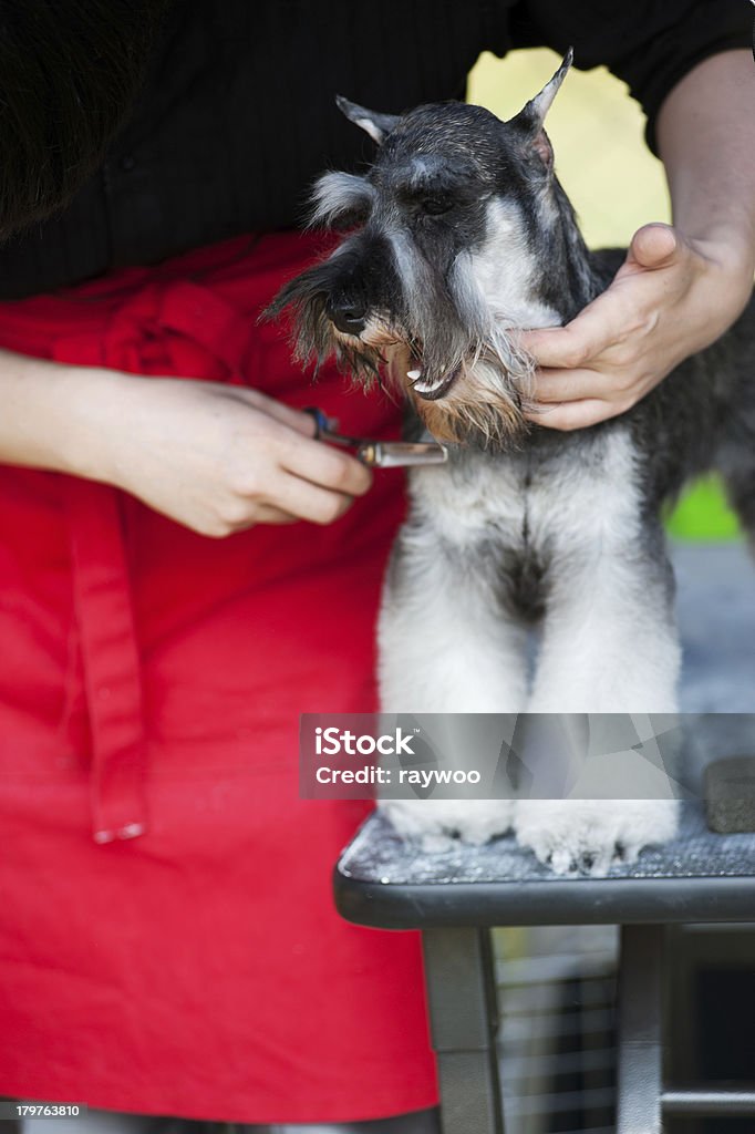 Миниатюрный Шнауцер собака Стрижка - Стоковые фото В помещении роялти-фри