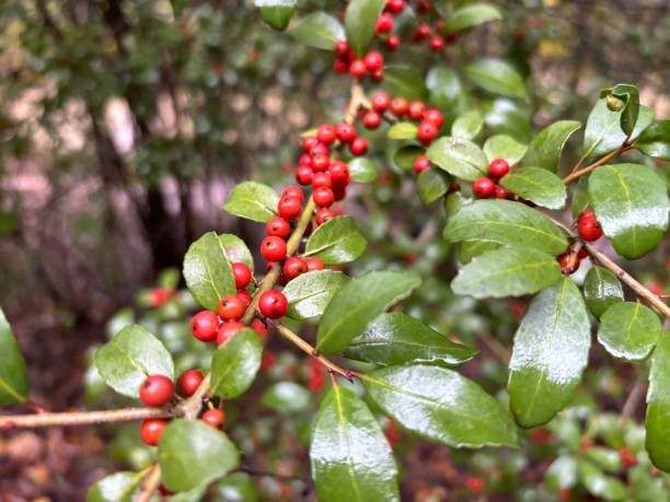 istock Red berries on a tree branch with green leaves 1797640671