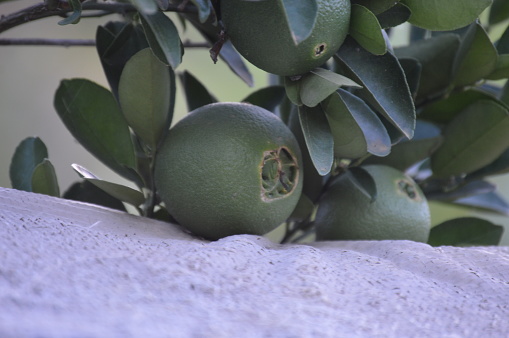 Green and juicy Bahia orange waiting for the harvest. Fruit rich in vitamin C straight from the orange tree