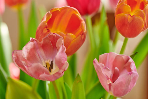 Close up photos of pink tulips in a bouquet