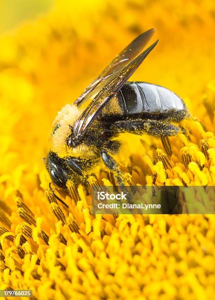 Stolarz Pszczoła Na Słonecznik Makro - zdjęcia stockowe i więcej obrazów Pszczoła stolarza - Pszczoła stolarza, Bliskie zbliżenie, Botanika