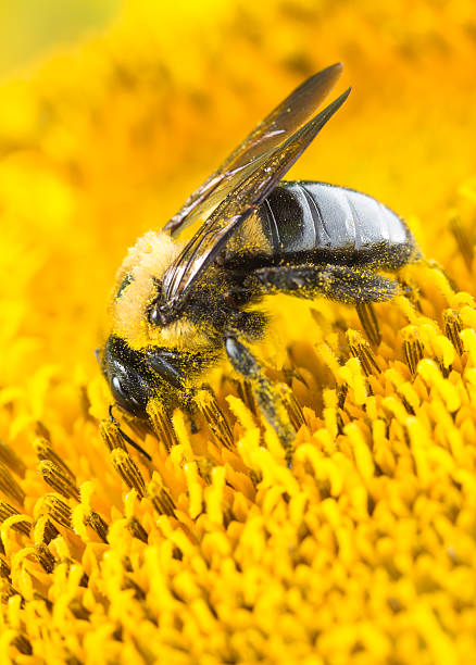 плотник пчела на желтый, макро - венчик лепесток фотографии стоковые фото и изображения
