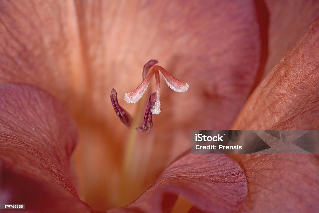 Gladiolo fiori primo piano - Foto stock royalty-free di Close-up
