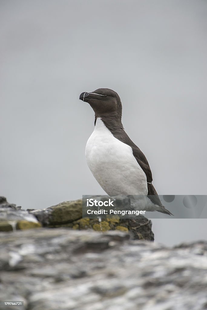 Stałego Razorbill (Wyspy Farne, Wielka Brytania) - Zbiór zdjęć royalty-free (Alka zwyczajna)