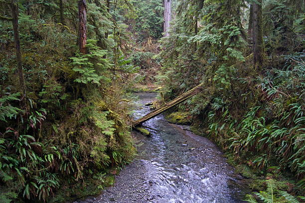 Northwest Washington's Olympic Peninsula.