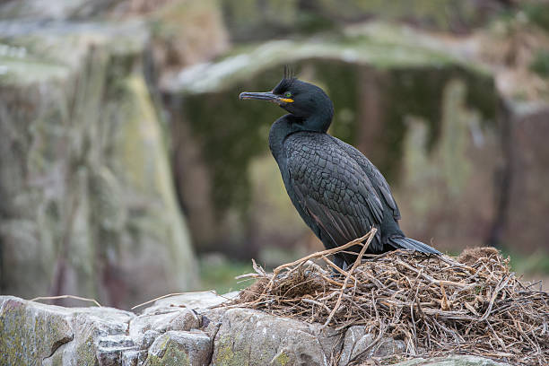 Nesting shag (Farne Islands, UK) stock photo