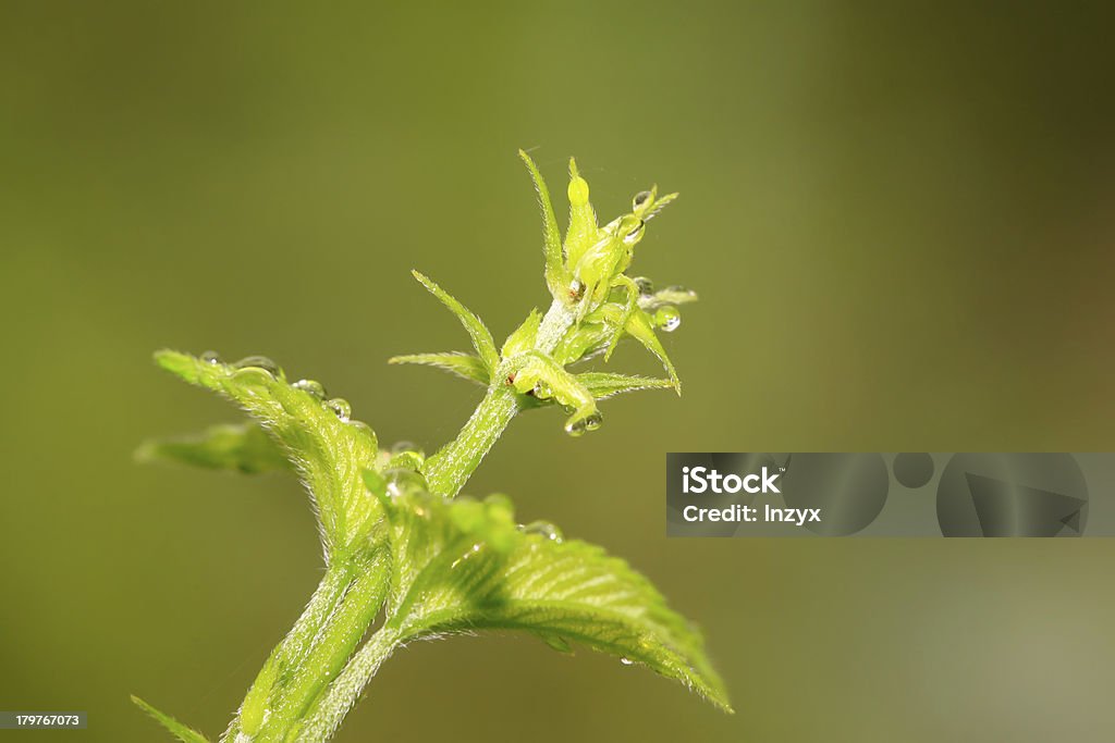 humulus folhas - Foto de stock de Agricultura royalty-free