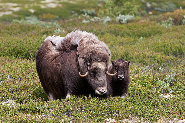 Muskox (Ovibos moschatus) at national park Dovrefjell (Norway)