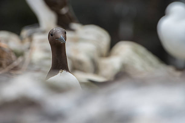 Guillemot head (Farne Islands, UK) stock photo