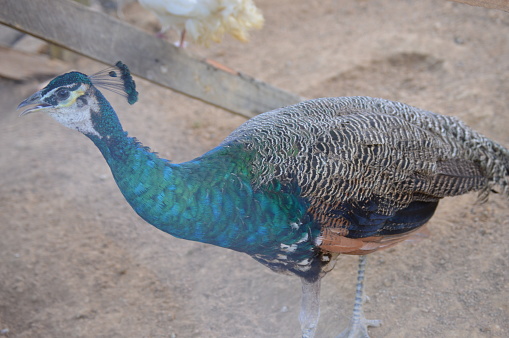 A male blue peacock raised in a screen enclosure in the interior of Brazil