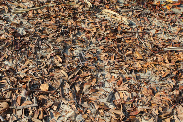 istock Brown leaves on the sand at a beach 1797681917
