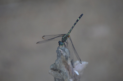 A dragonfly perched on a very thin branch in the Brazilian Atlantic forest in its natural habitat