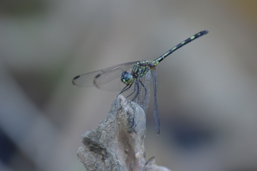 A dragonfly perched on a very thin branch in the Brazilian Atlantic forest in its natural habitat