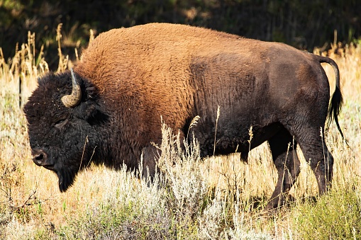 Very large bison standing alone in the weeds