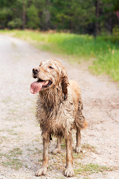 istock Muddy and Happy Golden Retriever 179769143