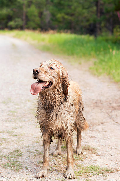 Muddy and Happy Golden Retriever stock photo