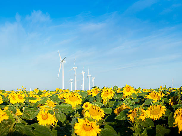 istock Wind turbines and sunflowers 179769170