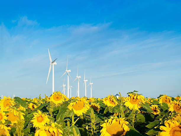 istock Wind turbines and sunflowers 179769379