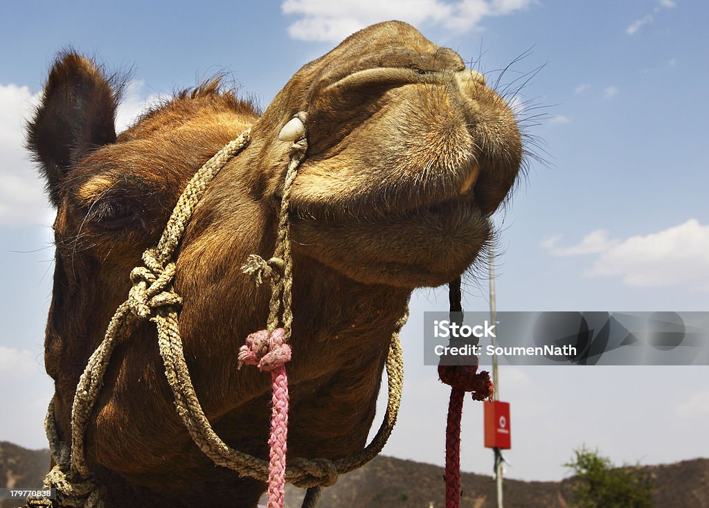 Camel photo - Photo de Afrique libre de droits