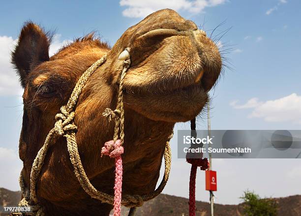 Camelo Retrato De Face - Fotografias de stock e mais imagens de Animal - Animal, Animal Doméstico, Animal de Safari
