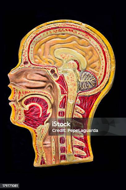 Antyczne Anatomia Człowieka Modelu - zdjęcia stockowe i więcej obrazów Model anatomiczny - Model anatomiczny, Profil - Z boku, Przestarzały