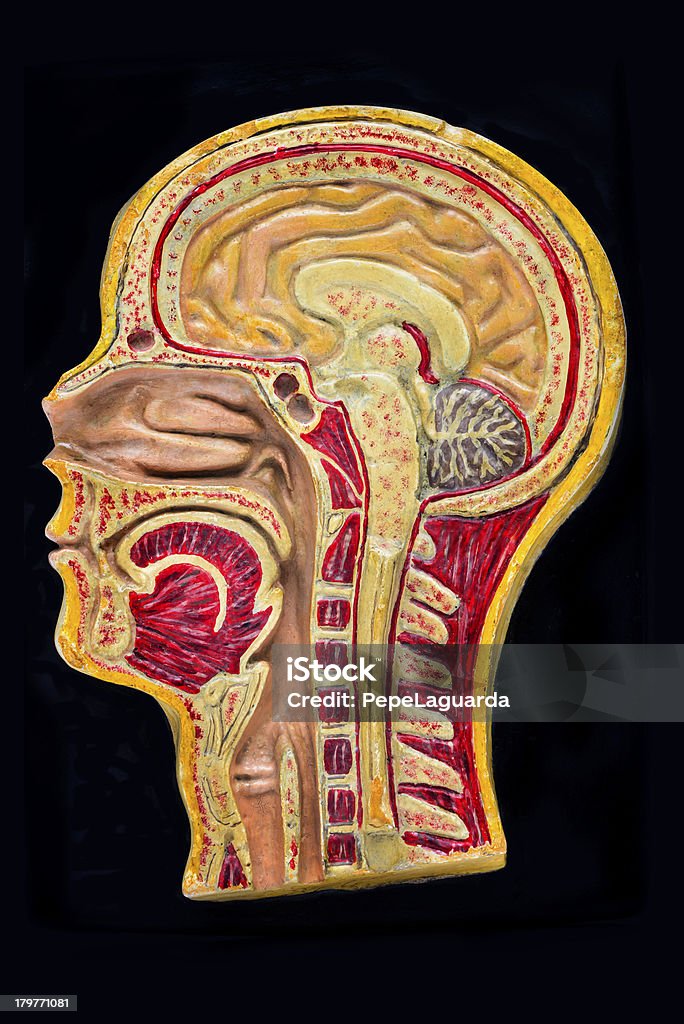 Modelo de anatomia humana antigo - Royalty-free Modelo Anatómico Foto de stock