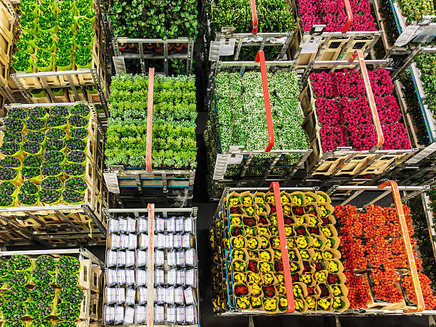 Crates with flowers and plants on a flower auction Crates with colorful flowers and plants on a Dutch flower auction crate photos stock pictures, royalty-free photos & images