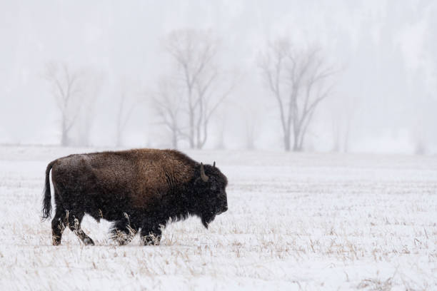 istock American Bison, buffalo, big male with snow on a cold day 1797714352