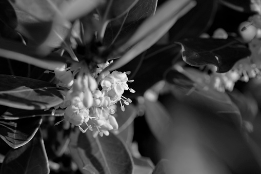 銀木犀の花の白黒写真