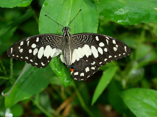 mariposa de lima ( papilio demoleus ) extendiendo el ala rota en la hoja de la planta - lime butterfly fotografías e imágenes de stock