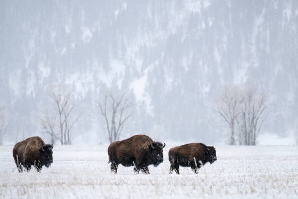 istock American Bison, buffalo, three animals with snow on a cold day 1797716560