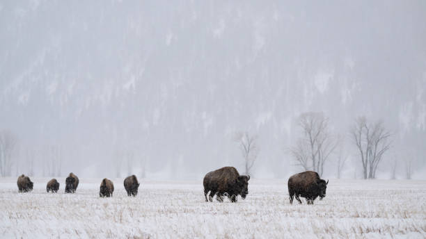 istock American Bison, buffalo, herd with snow on a cold day 1797716561