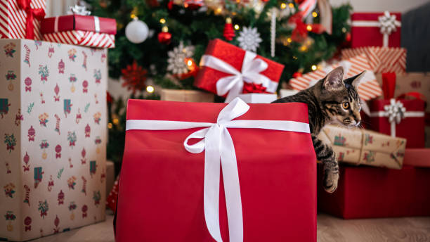 istock cute kitty emerges from a red gift box, merry Christmas surprise 1797726487