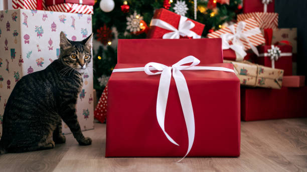 istock Cute kitty near the red gift box, while a Christmas tree, festive Xmas ornaments 1797726928