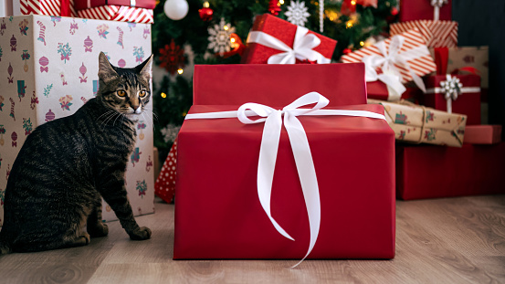 kitten cute sweet tabby playing with christmas decorations