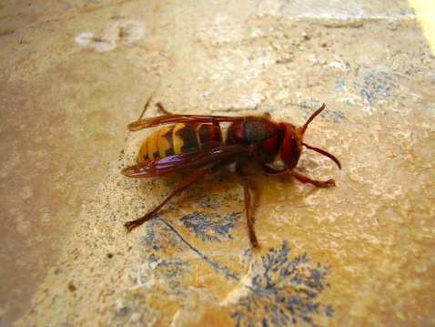 Close up of the deadly Asian hornet