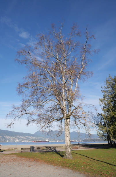 istock Jericho Beach during a fall season in Vancouver 1797727583