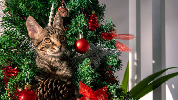 istock A cute kitty on Christmas tree, playfully breaking some of beautiful decoration 1797728091