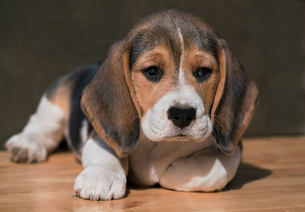 istock Sweet puppy 179772841