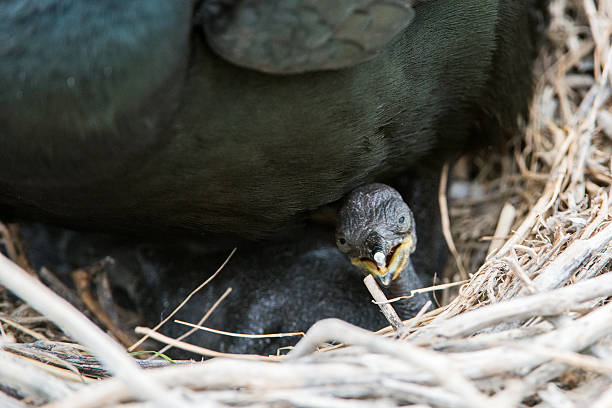 Shag chick (Farne Islands, UK) stock photo